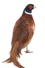 pheasant