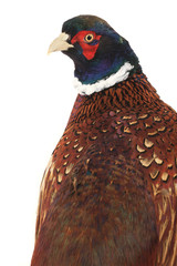 pheasant