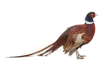 pheasant
