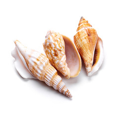 Seashells