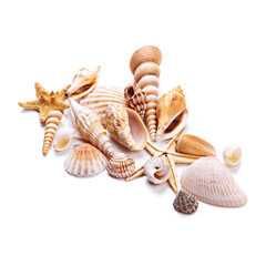 Seashells