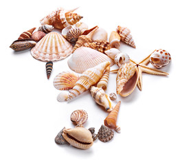 Seashells