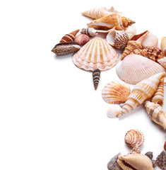 Seashells