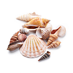 Seashells - obrazy, fototapety, plakaty