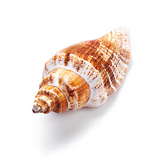 Seashell