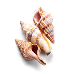 Seashells