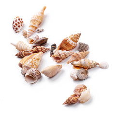 Seashells