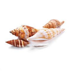 Seashells