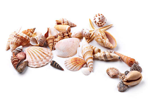 Seashells