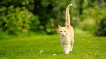 Graceful Cat Walking on Green Grass (16:9 Aspect Ratio)
