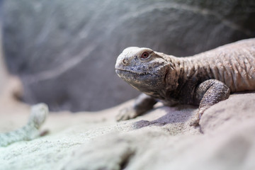Agama Photo