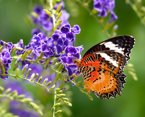 Naklejka premium Butterfly on a violet flower