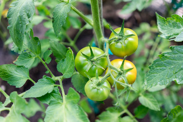 Fototapeta premium Tomatoes growing in a greenhouse, green tomatoes hanging on a vi