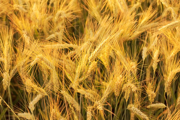 Ear of Wheat Photo with Nature Background