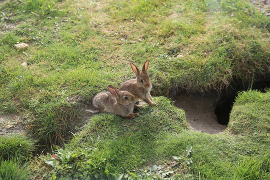 Kaninchen Hasen Babys