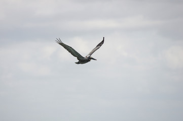 Flying pelican