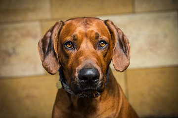 ridgeback dog