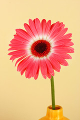 Beautiful Gerber flower on light background