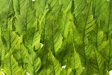 Green leaves background