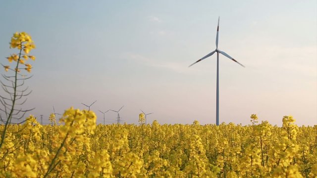 wind turbine - behind rape field - energy mix