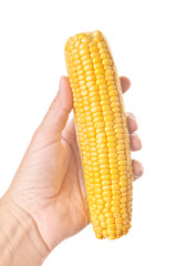 Hand holding Corn on the Cob