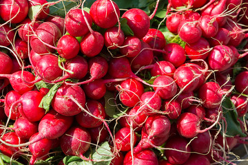 Many fresh red radishes in a pile