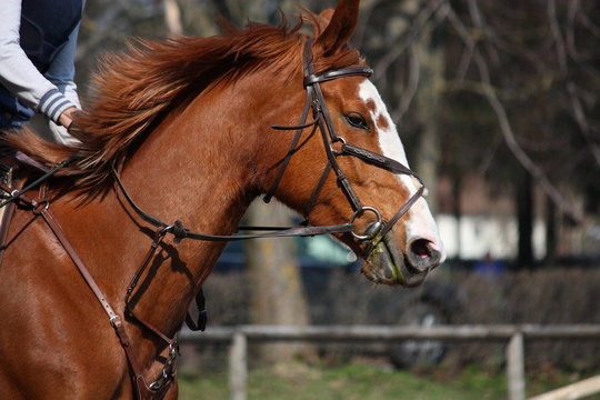 Chestnut horse portrait with bridle during competition