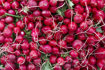 Many fresh red radishes in a pile