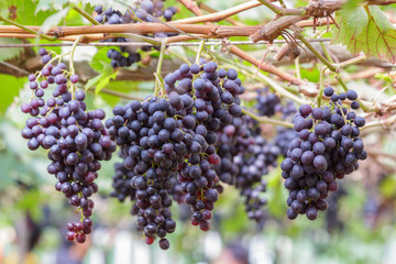 Grapes