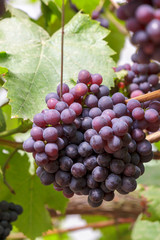 Grapes