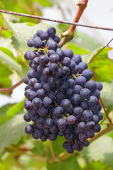 Grapes