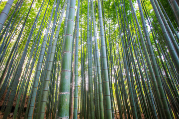Fototapeta premium The bamboo forest of Kyoto, Japan