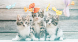 Kittens among paper bows