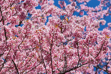 Pink sakura blossom flowers