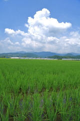 Obraz premium 水田と青空