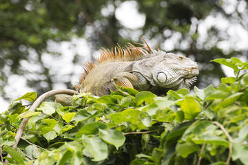 Close up Iguana