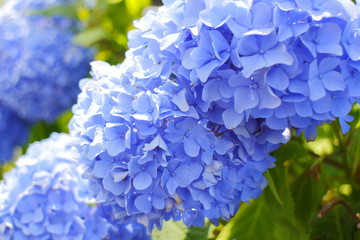 Fototapeta premium あじさい Hydrangea