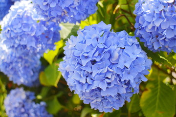 あじさい　Hydrangea