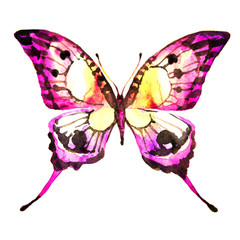 butterflies design