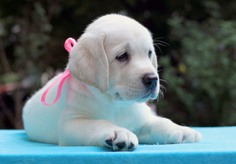 happy yellow labrador puppy portrait on blue