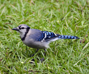 Close Up of Blue Jay