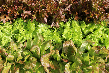 frisches Salatbeet mit drei verschiedenen Salatsorten