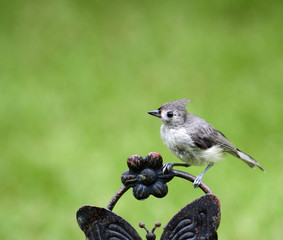 Naklejka premium Close up of Titmouse
