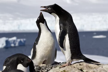 Fotobehang Zuidpoolgebied ale and female Adelie penguins at the nest to greet each other  © Tarpan