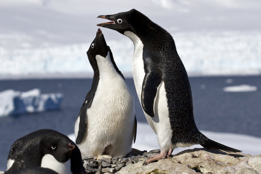 ale and female Adelie penguins at the nest to greet each other
