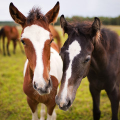 Two beautiful horse