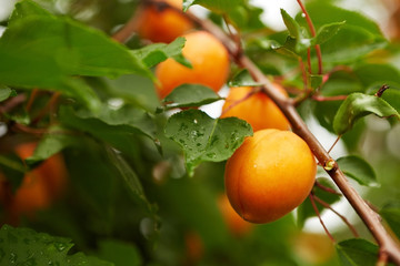 Ripe apricots on the branch