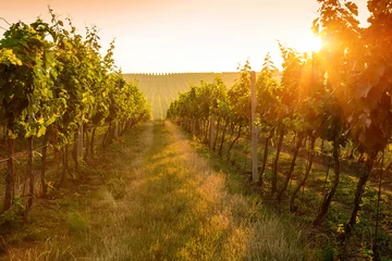 Fototapete Weingarten Sonnenaufgang über einem Weinberg