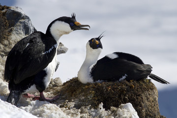 male and female blue-eyed cormorant sitting Antarctic near the n