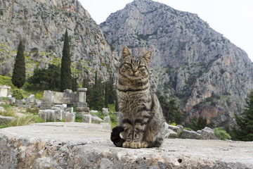 The Temple of Apollo in Delphi Greece
